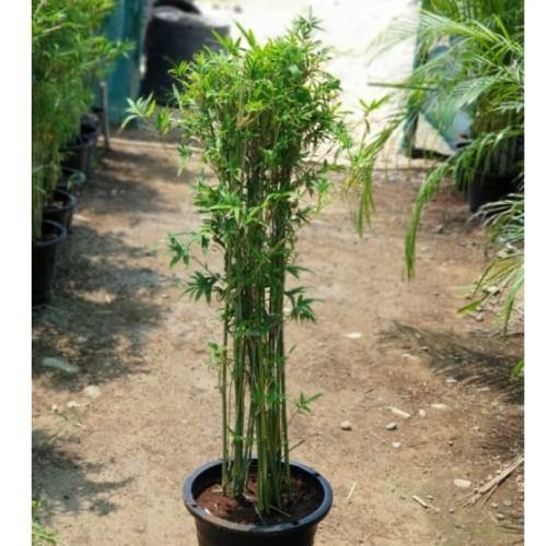 Bambusa multiplex, Chinese Dwarf Bamboo - www.Greenie.ae Buy online Best and Healthy Plants and quality products guarantee in Dubai Plants Shop in Dubai Abu Dhabi all over UAE Plants near me Fresh Plants in Dubai where to buy plants in UAE - Greenie.ae