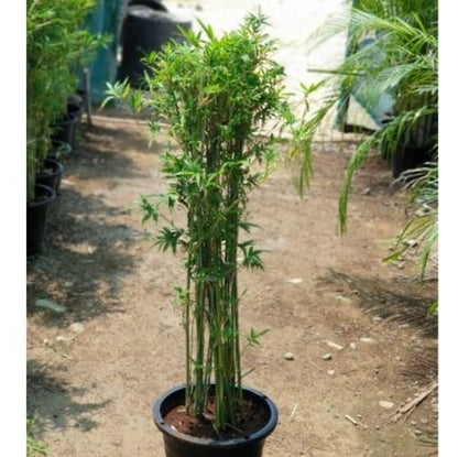 Bambusa multiplex, Chinese Dwarf Bamboo - www.Greenie.ae Buy online Best and Healthy Plants and quality products guarantee in Dubai Plants Shop in Dubai Abu Dhabi all over UAE Plants near me Fresh Plants in Dubai where to buy plants in UAE - Greenie.ae