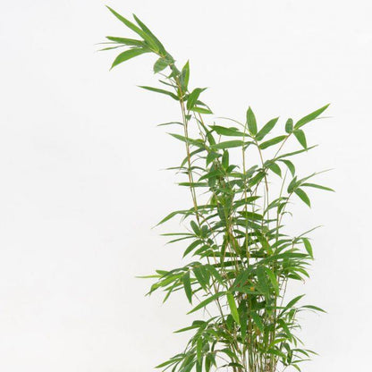Bambusa multiplex, Chinese Dwarf Bamboo - www.Greenie.ae Buy online Best and Healthy Plants and quality products guarantee in Dubai Plants Shop in Dubai Abu Dhabi all over UAE Plants near me Fresh Plants in Dubai where to buy plants in UAE - Greenie.ae