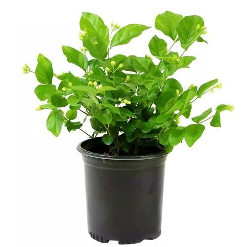 Jasminum sambac, The Arabian Jasmine - www.Greenie.ae Buy online Best and Healthy Plants and quality products guarantee in Dubai Plants Shop in Dubai Abu Dhabi all over UAE Plants near me Fresh Plants in Dubai where to buy plants in UAE - Greenie.ae