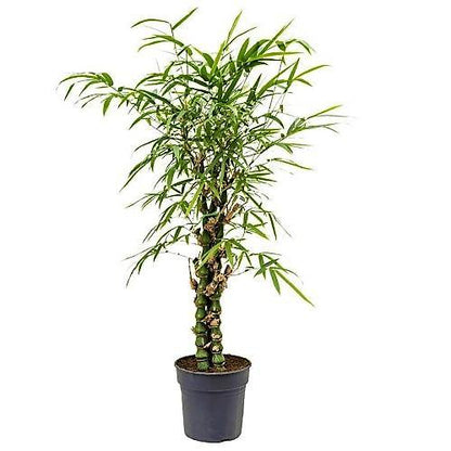 Bambusa Ventricosa, Buddha’s Belly Bamboo - www.Greenie.ae Buy online Best and Healthy Plants and quality products guarantee in Dubai Plants Shop in Dubai Abu Dhabi all over UAE Plants near me Fresh Plants in Dubai where to buy plants in UAE - Greenie.ae