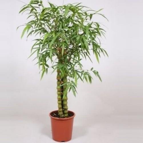 Bambusa Ventricosa, Buddha’s Belly Bamboo - www.Greenie.ae Buy online Best and Healthy Plants and quality products guarantee in Dubai Plants Shop in Dubai Abu Dhabi all over UAE Plants near me Fresh Plants in Dubai where to buy plants in UAE - Greenie.ae