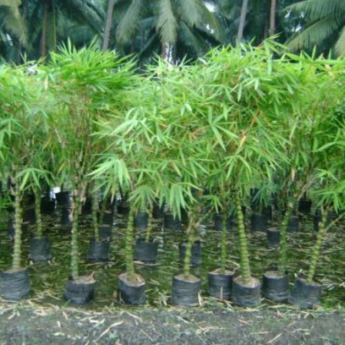 Bambusa Ventricosa, Buddha’s Belly Bamboo - www.Greenie.ae Buy online Best and Healthy Plants and quality products guarantee in Dubai Plants Shop in Dubai Abu Dhabi all over UAE Plants near me Fresh Plants in Dubai where to buy plants in UAE - Greenie.ae