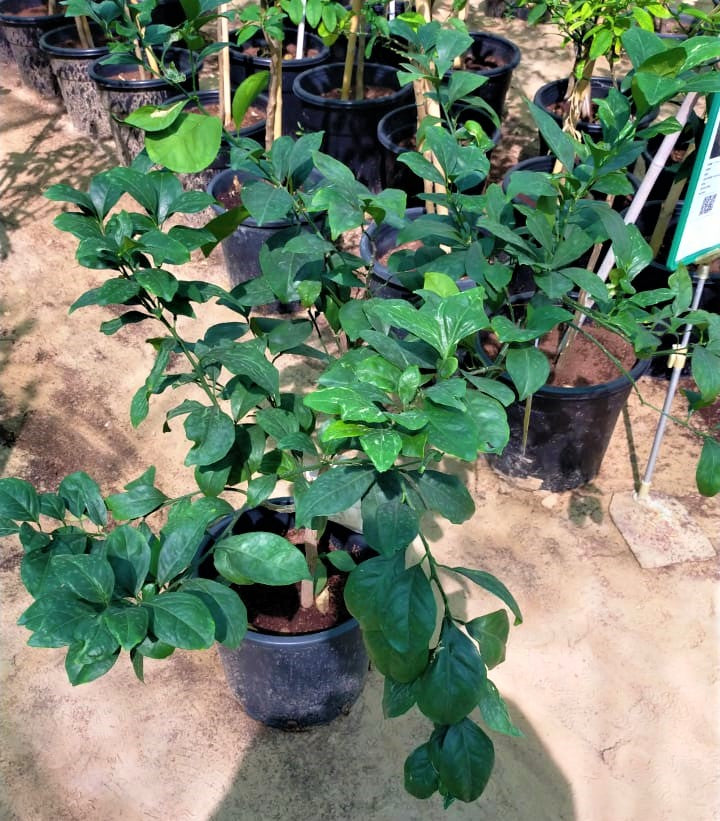Citrus orange, Abu Surra, Orange Tree - www.Greenie.ae Buy online Best and Healthy Plants and quality products guarantee in Dubai Plants Shop in Dubai Abu Dhabi all over UAE Plants near me Fresh Plants in Dubai where to buy plants in UAE - Greenie.ae
