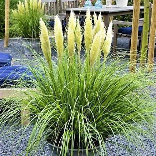 Cortaderia Selloana, Pampas Grass - www.Greenie.ae Buy online Best and Healthy Plants and quality products guarantee in Dubai Plants Shop in Dubai Abu Dhabi all over UAE Plants near me Fresh Plants in Dubai where to buy plants in UAE - Greenie.ae