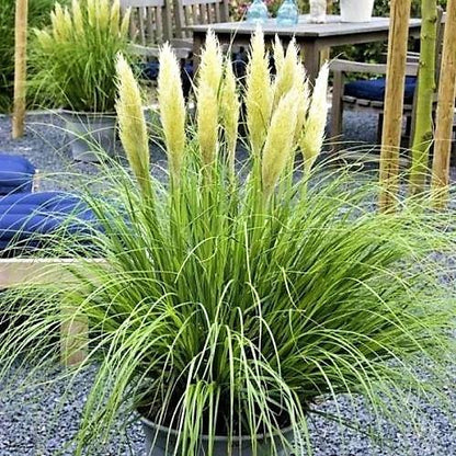 Cortaderia Selloana, Pampas Grass - www.Greenie.ae Buy online Best and Healthy Plants and quality products guarantee in Dubai Plants Shop in Dubai Abu Dhabi all over UAE Plants near me Fresh Plants in Dubai where to buy plants in UAE - Greenie.ae