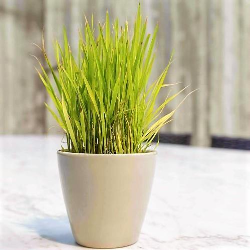 Lemon Grass, Cymbopogon Citratus - www.Greenie.ae Buy online Best and Healthy Plants and quality products guarantee in Dubai Plants Shop in Dubai Abu Dhabi all over UAE Plants near me Fresh Plants in Dubai where to buy plants in UAE - Greenie.ae