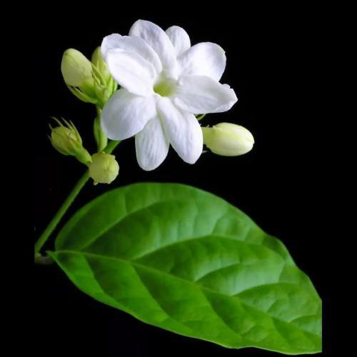 Jasminum sambac, The Arabian Jasmine - www.Greenie.ae Buy online Best and Healthy Plants and quality products guarantee in Dubai Plants Shop in Dubai Abu Dhabi all over UAE Plants near me Fresh Plants in Dubai where to buy plants in UAE - Greenie.ae