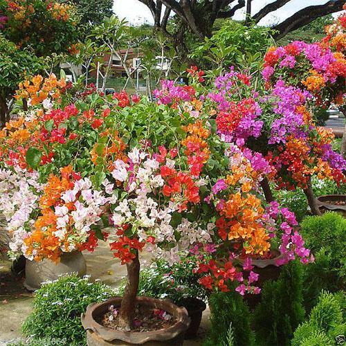 Bougainvillea Specimen Single Head - www.Greenie.ae Buy online Best and Healthy Plants and quality products guarantee in Dubai Plants Shop in Dubai Abu Dhabi all over UAE Plants near me Fresh Plants in Dubai where to buy plants in UAE - Greenie.ae