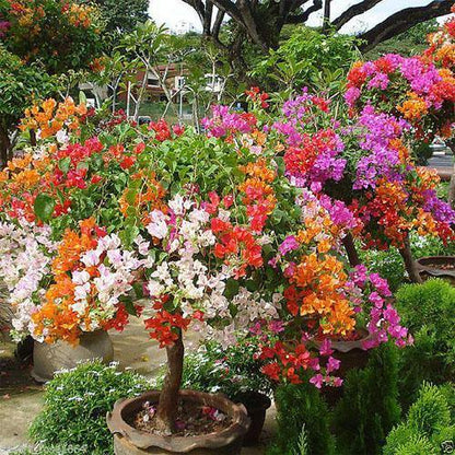Bougainvillea Specimen Single Head - www.Greenie.ae Buy online Best and Healthy Plants and quality products guarantee in Dubai Plants Shop in Dubai Abu Dhabi all over UAE Plants near me Fresh Plants in Dubai where to buy plants in UAE - Greenie.ae