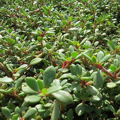 Sesuvium Portulacastrum, Shoreline Seapurslane (small) - www.Greenie.ae Buy online Best and Healthy Plants and quality products guarantee in Dubai Plants Shop in Dubai Abu Dhabi all over UAE Plants near me Fresh Plants in Dubai where to buy plants in UAE - Greenie.ae