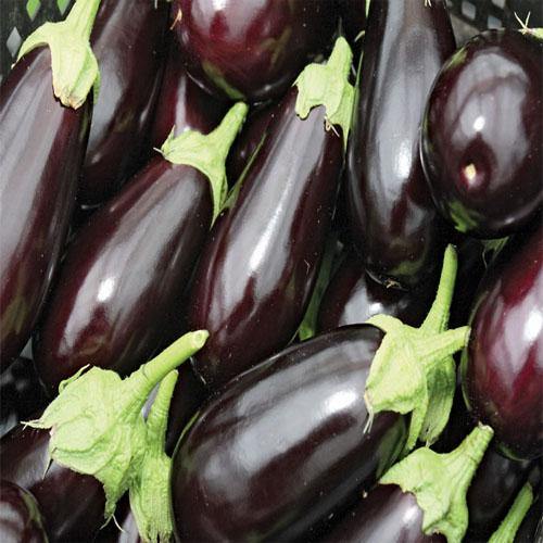Eggplant - www.Greenie.ae Buy online Best and Healthy Plants and quality products guarantee in Dubai Plants Shop in Dubai Abu Dhabi all over UAE Plants near me Fresh Plants in Dubai where to buy plants in UAE - Greenie.ae