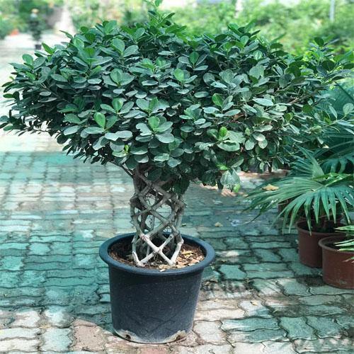 Ficus Panda Cage Shape - www.Greenie.ae Buy online Best and Healthy Plants and quality products guarantee in Dubai Plants Shop in Dubai Abu Dhabi all over UAE Plants near me Fresh Plants in Dubai where to buy plants in UAE - Greenie.ae