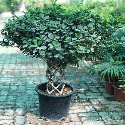 Ficus Panda Cage Shape - www.Greenie.ae Buy online Best and Healthy Plants and quality products guarantee in Dubai Plants Shop in Dubai Abu Dhabi all over UAE Plants near me Fresh Plants in Dubai where to buy plants in UAE - Greenie.ae