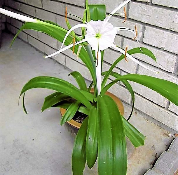 Spider Lily, Hymenocallis Littoralis, Lilly - www.Greenie.ae Buy online Best and Healthy Plants and quality products guarantee in Dubai Plants Shop in Dubai Abu Dhabi all over UAE Plants near me Fresh Plants in Dubai where to buy plants in UAE - Greenie.ae