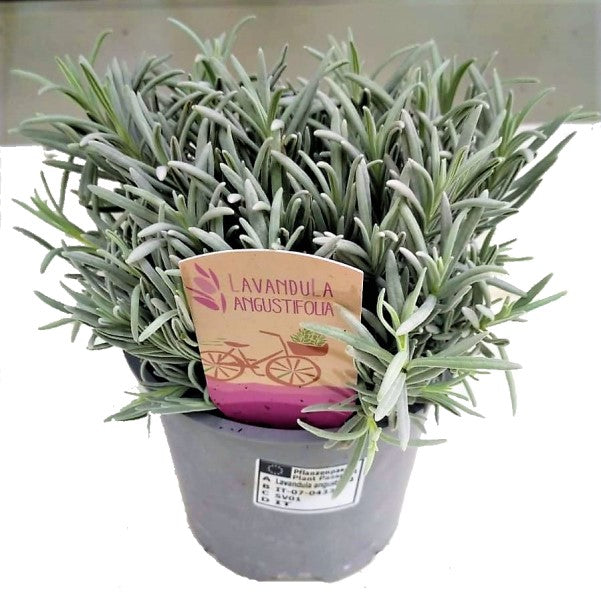 lavender plant dubai Lavender Herb, Lavandula Dentata