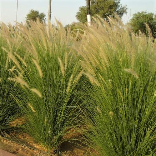 Setaceum Pennisetum Setaceum Fountain Grass Dubai UAE best online Plants