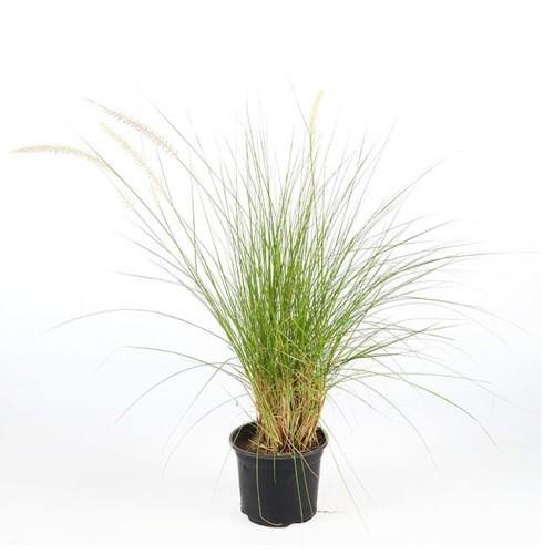 Setaceum Pennisetum Setaceum Fountain Grass Dubai UAE best online Plants