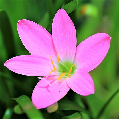 Rain Lily, Zephyr Lily, Zephyranthes Grandiflora, Lilly - www.Greenie.ae Buy online Best and Healthy Plants and quality products guarantee in Dubai Plants Shop in Dubai Abu Dhabi all over UAE Plants near me Fresh Plants in Dubai where to buy plants in UAE - Greenie.ae