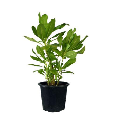 Scaevola frutescens, Vahl Beach Naupaka, Hawaiian Half Flower, Sea Lettuce - www.Greenie.ae Buy online Best and Healthy Plants and quality products guarantee in Dubai Plants Shop in Dubai Abu Dhabi all over UAE Plants near me Fresh Plants in Dubai where to buy plants in UAE - Greenie.ae