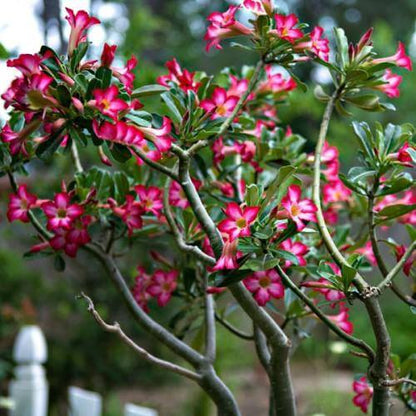 Adenium Obesum, Desert Rose, وردة الصحراء - www.Greenie.ae Buy online Best and Healthy Plants and quality products guarantee in Dubai Plants Shop in Dubai Abu Dhabi all over UAE Plants near me Fresh Plants in Dubai where to buy plants in UAE - Greenie.ae