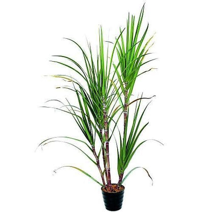 Saccharum Officinarum, Sugarcane, قصب السكر - www.Greenie.ae Buy online Best and Healthy Plants and quality products guarantee in Dubai Plants Shop in Dubai Abu Dhabi all over UAE Plants near me Fresh Plants in Dubai where to buy plants in UAE - Greenie.ae