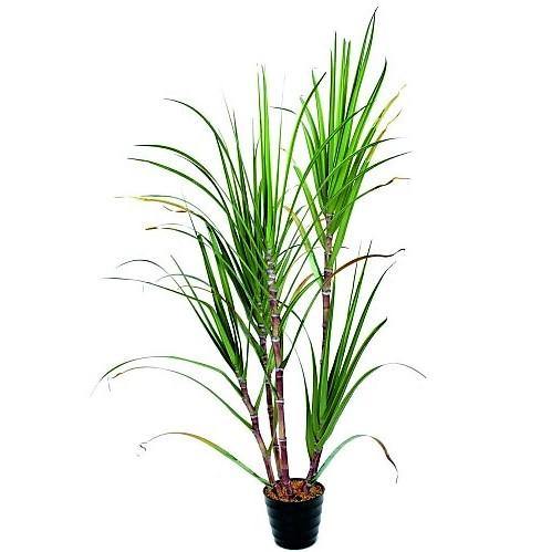 Saccharum Officinarum, Sugarcane, قصب السكر - www.Greenie.ae Buy online Best and Healthy Plants and quality products guarantee in Dubai Plants Shop in Dubai Abu Dhabi all over UAE Plants near me Fresh Plants in Dubai where to buy plants in UAE - Greenie.ae