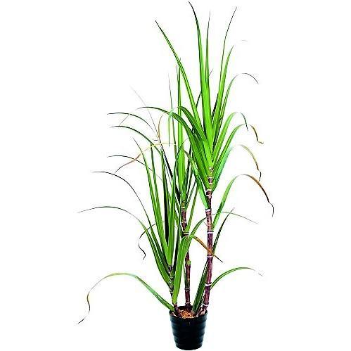 Saccharum Officinarum, Sugarcane, قصب السكر - www.Greenie.ae Buy online Best and Healthy Plants and quality products guarantee in Dubai Plants Shop in Dubai Abu Dhabi all over UAE Plants near me Fresh Plants in Dubai where to buy plants in UAE - Greenie.ae