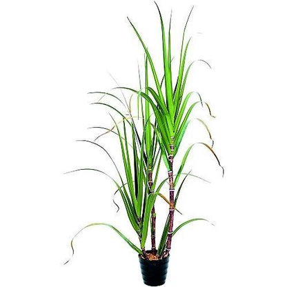 Saccharum Officinarum, Sugarcane, قصب السكر - www.Greenie.ae Buy online Best and Healthy Plants and quality products guarantee in Dubai Plants Shop in Dubai Abu Dhabi all over UAE Plants near me Fresh Plants in Dubai where to buy plants in UAE - Greenie.ae
