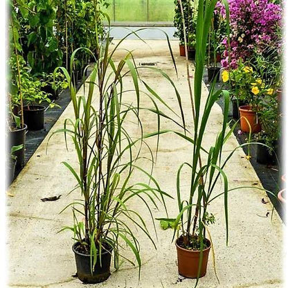 Saccharum Officinarum, Sugarcane, قصب السكر - www.Greenie.ae Buy online Best and Healthy Plants and quality products guarantee in Dubai Plants Shop in Dubai Abu Dhabi all over UAE Plants near me Fresh Plants in Dubai where to buy plants in UAE - Greenie.ae