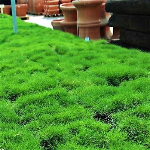 Zoysia Japonica, Korean Lawn Grass - www.Greenie.ae Buy online Best and Healthy Plants and quality products guarantee in Dubai Plants Shop in Dubai Abu Dhabi all over UAE Plants near me Fresh Plants in Dubai where to buy plants in UAE - Greenie.ae