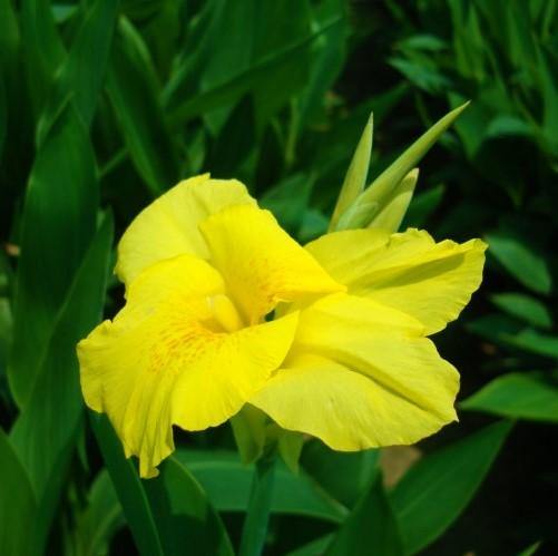 Canna indica, Canna Green - www.Greenie.ae Buy online Best and Healthy Plants and quality products guarantee in Dubai Plants Shop in Dubai Abu Dhabi all over UAE Plants near me Fresh Plants in Dubai where to buy plants in UAE - Greenie.ae