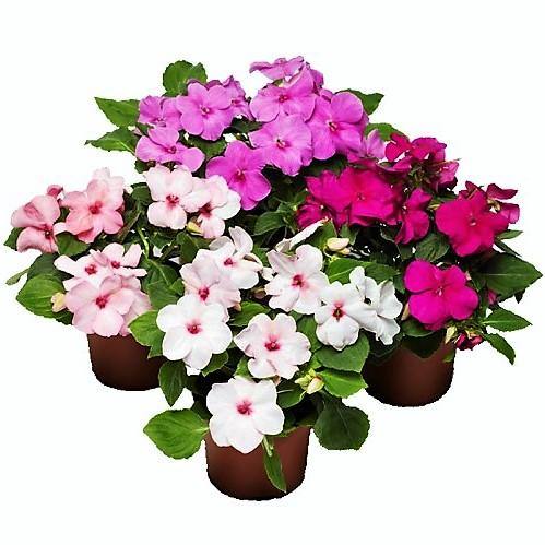 Impetiens, Touch-me-not - www.Greenie.ae Buy online Best and Healthy Plants and quality products guarantee in Dubai Plants Shop in Dubai Abu Dhabi all over UAE Plants near me Fresh Plants in Dubai where to buy plants in UAE - Greenie.ae