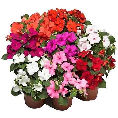 Impetiens, Touch-me-not - www.Greenie.ae Buy online Best and Healthy Plants and quality products guarantee in Dubai Plants Shop in Dubai Abu Dhabi all over UAE Plants near me Fresh Plants in Dubai where to buy plants in UAE - Greenie.ae