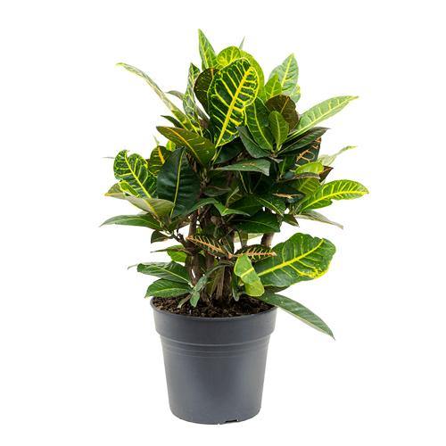 Codiaeum Variegatum, Croton Outdoor Mix - www.Greenie.ae Buy online Best and Healthy Plants and quality products guarantee in Dubai Plants Shop in Dubai Abu Dhabi all over UAE Plants near me Fresh Plants in Dubai where to buy plants in UAE - Greenie.ae