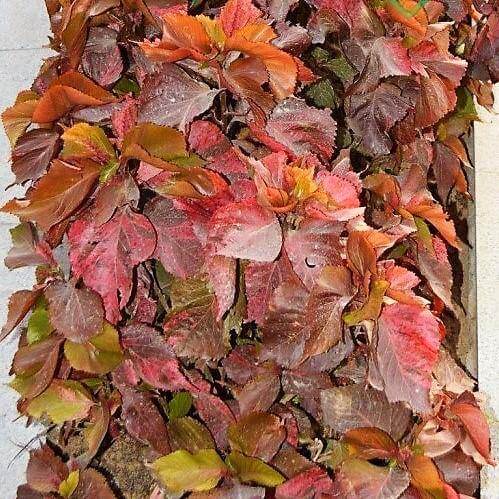 Acalypha wilkesiana, Tri Color - www.Greenie.ae Buy online Best and Healthy Plants and quality products guarantee in Dubai Plants Shop in Dubai Abu Dhabi all over UAE Plants near me Fresh Plants in Dubai where to buy plants in UAE - Greenie.ae