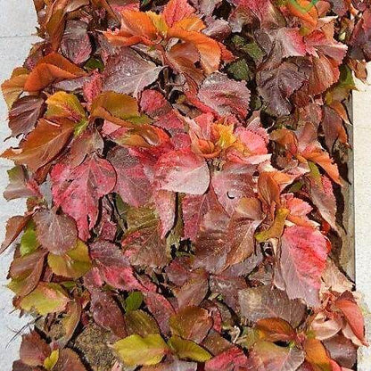 Acalypha wilkesiana, Tri Color - www.Greenie.ae Buy online Best and Healthy Plants and quality products guarantee in Dubai Plants Shop in Dubai Abu Dhabi all over UAE Plants near me Fresh Plants in Dubai where to buy plants in UAE - Greenie.ae