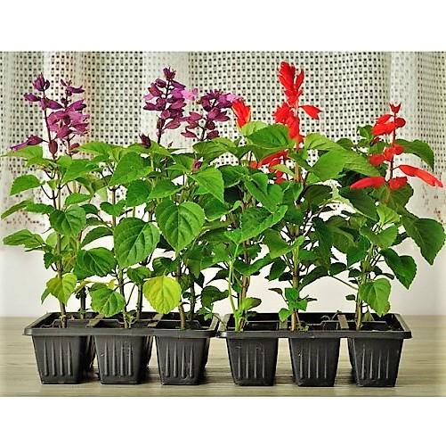 Sage of the diviners (small) - www.Greenie.ae Buy online Best and Healthy Plants and quality products guarantee in Dubai Plants Shop in Dubai Abu Dhabi all over UAE Plants near me Fresh Plants in Dubai where to buy plants in UAE - Greenie.ae