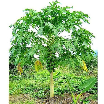Papaya Tree, Carica Papaya, شجرة البابايا - www.Greenie.ae Buy online Best and Healthy Plants and quality products guarantee in Dubai Plants Shop in Dubai Abu Dhabi all over UAE Plants near me Fresh Plants in Dubai where to buy plants in UAE - Greenie.ae