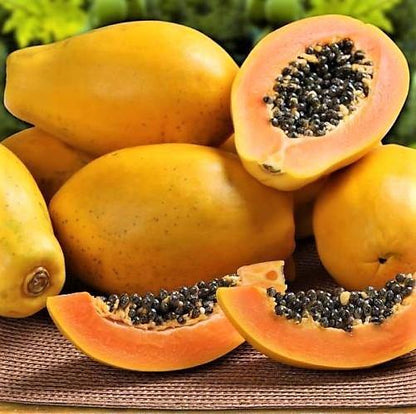 Papaya Tree, Carica Papaya, شجرة البابايا - www.Greenie.ae Buy online Best and Healthy Plants and quality products guarantee in Dubai Plants Shop in Dubai Abu Dhabi all over UAE Plants near me Fresh Plants in Dubai where to buy plants in UAE - Greenie.ae