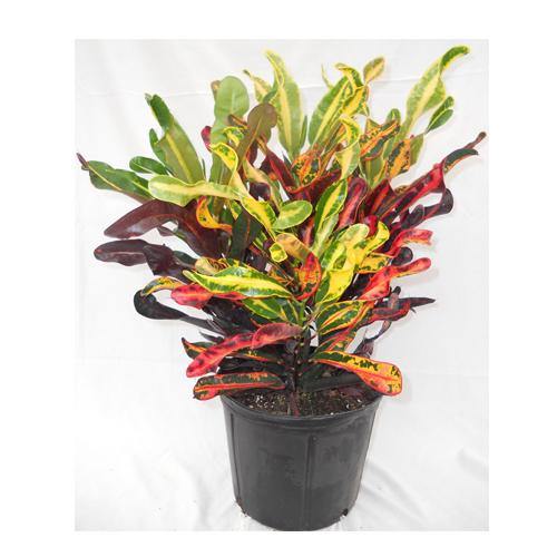 Codiaeum Variegatum, Croton Outdoor Mix - www.Greenie.ae Buy online Best and Healthy Plants and quality products guarantee in Dubai Plants Shop in Dubai Abu Dhabi all over UAE Plants near me Fresh Plants in Dubai where to buy plants in UAE - Greenie.ae