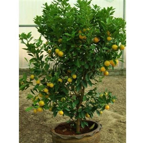 Citrus mitis, Chinese oranges - www.Greenie.ae Buy online Best and Healthy Plants and quality products guarantee in Dubai Plants Shop in Dubai Abu Dhabi all over UAE Plants near me Fresh Plants in Dubai where to buy plants in UAE - Greenie.ae