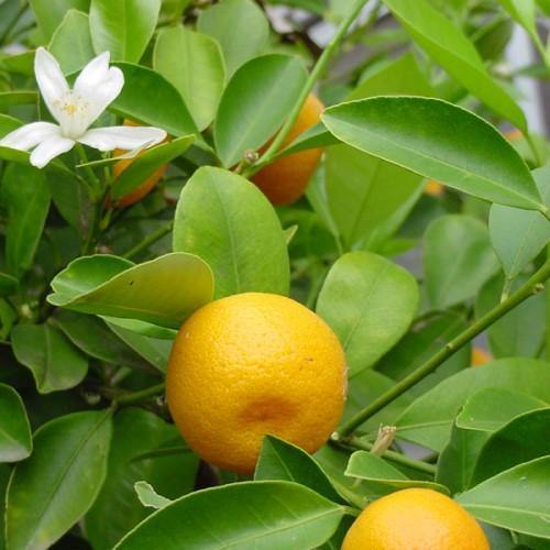 Citrus mitis, Chinese oranges - www.Greenie.ae Buy online Best and Healthy Plants and quality products guarantee in Dubai Plants Shop in Dubai Abu Dhabi all over UAE Plants near me Fresh Plants in Dubai where to buy plants in UAE - Greenie.ae