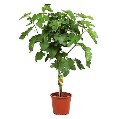 Fig Tree, Ficus Carica - www.Greenie.ae Buy online Best and Healthy Plants and quality products guarantee in Dubai Plants Shop in Dubai Abu Dhabi all over UAE Plants near me Fresh Plants in Dubai where to buy plants in UAE - Greenie.ae