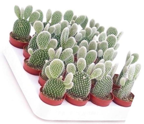 Bunny Ears, Cactus Opuntia Albata - www.Greenie.ae Buy online Best and Healthy Plants and quality products guarantee in Dubai Plants Shop in Dubai Abu Dhabi all over UAE Plants near me Fresh Plants in Dubai where to buy plants in UAE - Greenie.ae