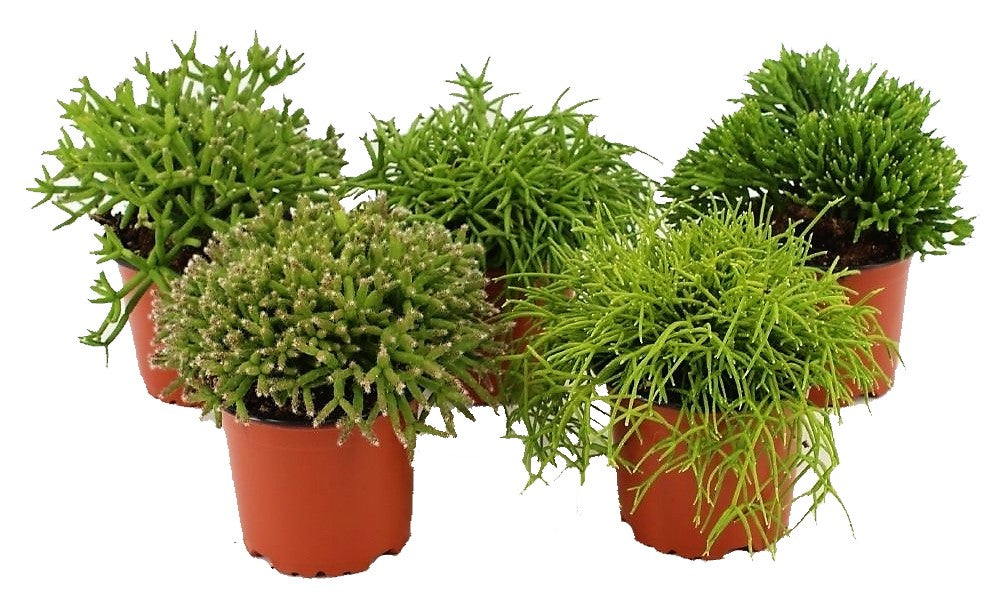 Rhipsalis mix - www.Greenie.ae Buy online Best and Healthy Plants and quality products guarantee in Dubai Plants Shop in Dubai Abu Dhabi all over UAE Plants near me Fresh Plants in Dubai where to buy plants in UAE - Greenie.ae
