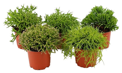 Rhipsalis mix - www.Greenie.ae Buy online Best and Healthy Plants and quality products guarantee in Dubai Plants Shop in Dubai Abu Dhabi all over UAE Plants near me Fresh Plants in Dubai where to buy plants in UAE - Greenie.ae