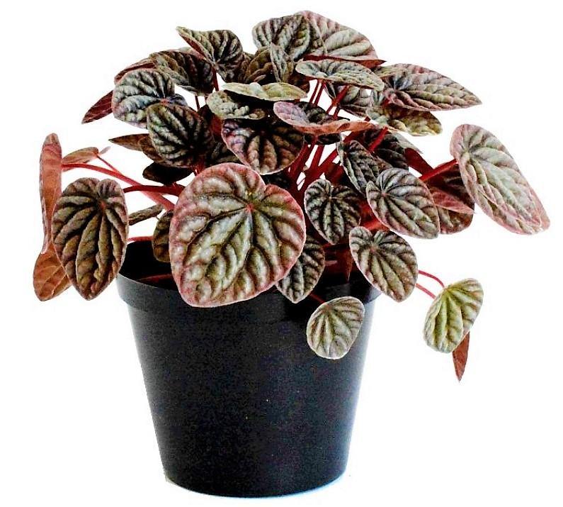 Peperomia Red Luna - www.Greenie.ae Buy online Best and Healthy Plants and quality products guarantee in Dubai Plants Shop in Dubai Abu Dhabi all over UAE Plants near me Fresh Plants in Dubai where to buy plants in UAE - Greenie.ae