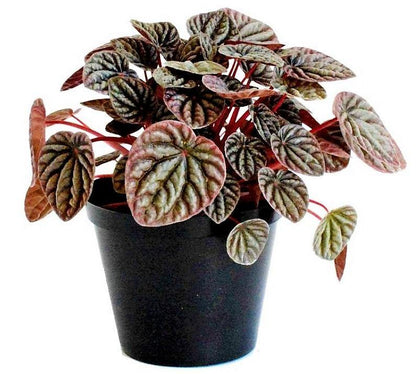 Peperomia Red Luna - www.Greenie.ae Buy online Best and Healthy Plants and quality products guarantee in Dubai Plants Shop in Dubai Abu Dhabi all over UAE Plants near me Fresh Plants in Dubai where to buy plants in UAE - Greenie.ae
