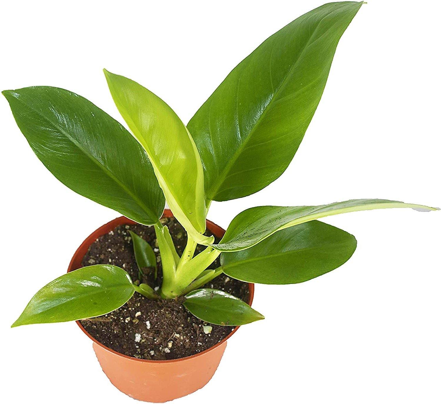 philodendron dubai Philodendron Imperial Green